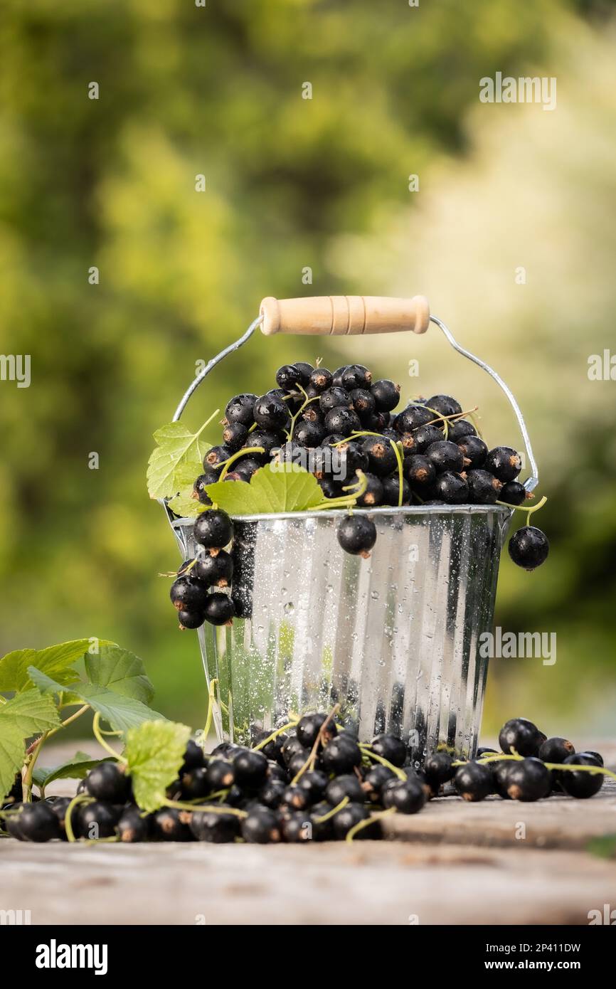 Ribes nero. Frutta fresca in giardino Foto Stock