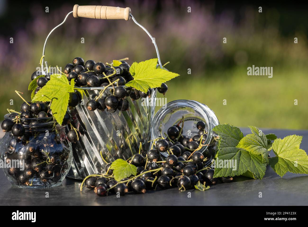 Ribes nero. Frutta fresca in giardino Foto Stock