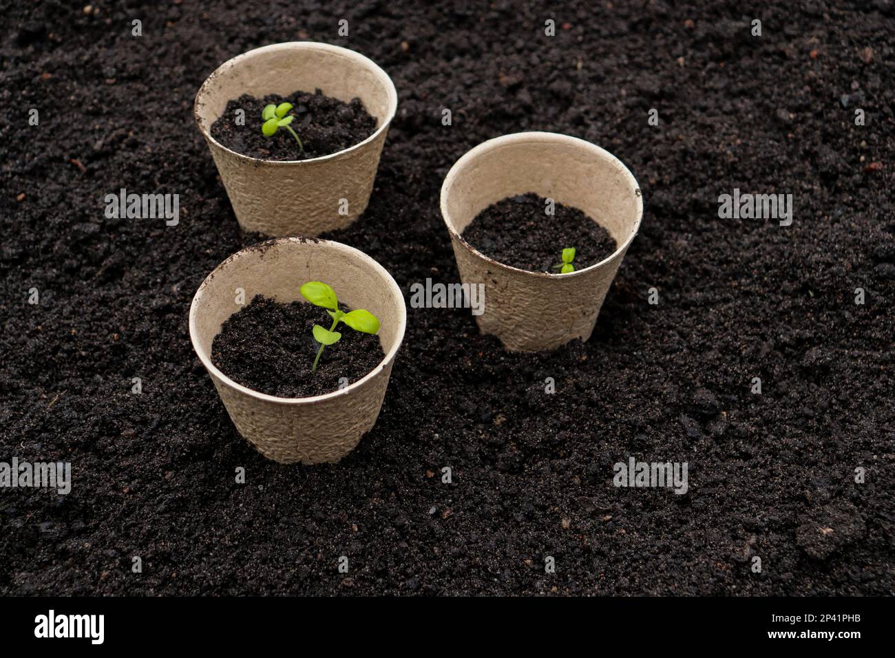 Pentole di torba con germogli piccoli su sfondo di suolo. Zero rifiuti e concetto di eco-assistenza. Foto Stock