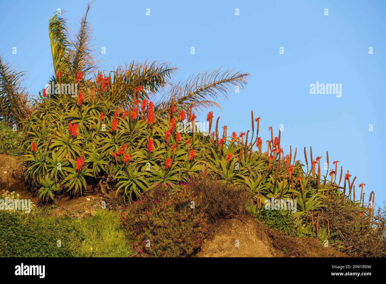 Aloe montagna (Aloe marlothii) in fiore sulla cima di una collina, costa della California. Aloe montagna è un grande sempreverde succulente Foto Stock