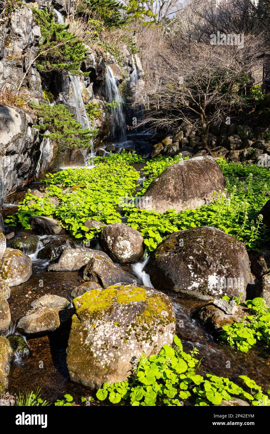 Atami Plum Garden o Atami Baien come è noto in Giappone è un giardino di prugne con più di 120 anni di storia in Atami. Mogi Sobei, un mercante di seta dentro Foto Stock