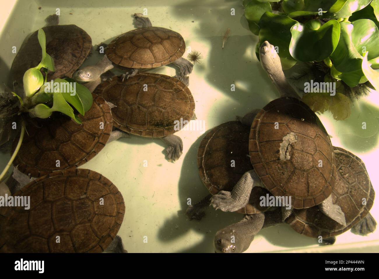 Tartarughe di acqua dolce minacciate dal rischio di estinzione (criticamente minacciate) e endemiche per l'isola di Rote, l'Indonesia, le tartarughe a collo di serpente (Chelodina mcccordi), presso un impianto di allevamento di animali selvatici ex-situ autorizzato a Giacarta. Foto Stock