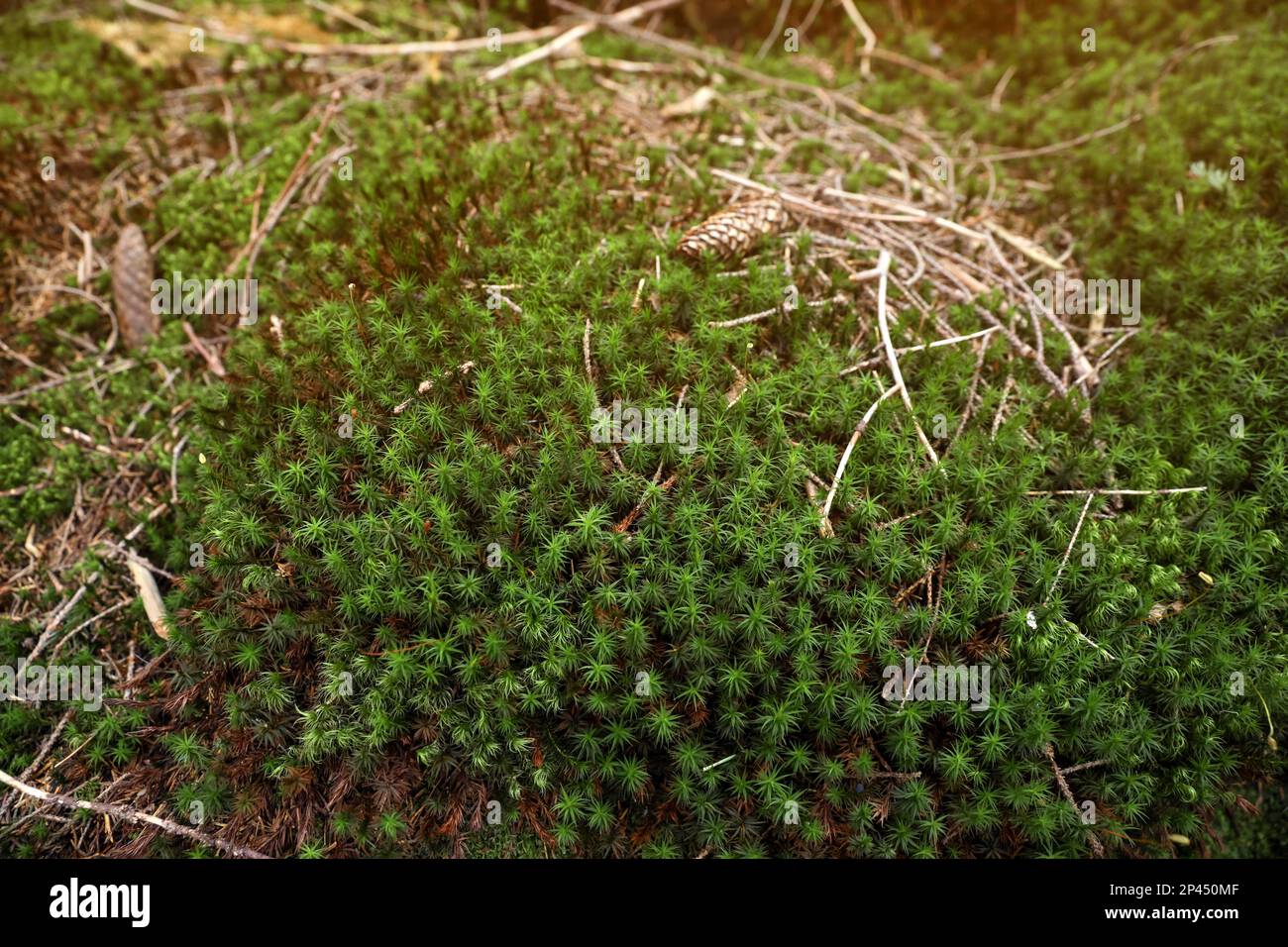 Muschio verde brillante, vista in primo piano. Vegetazione di foresta Foto Stock