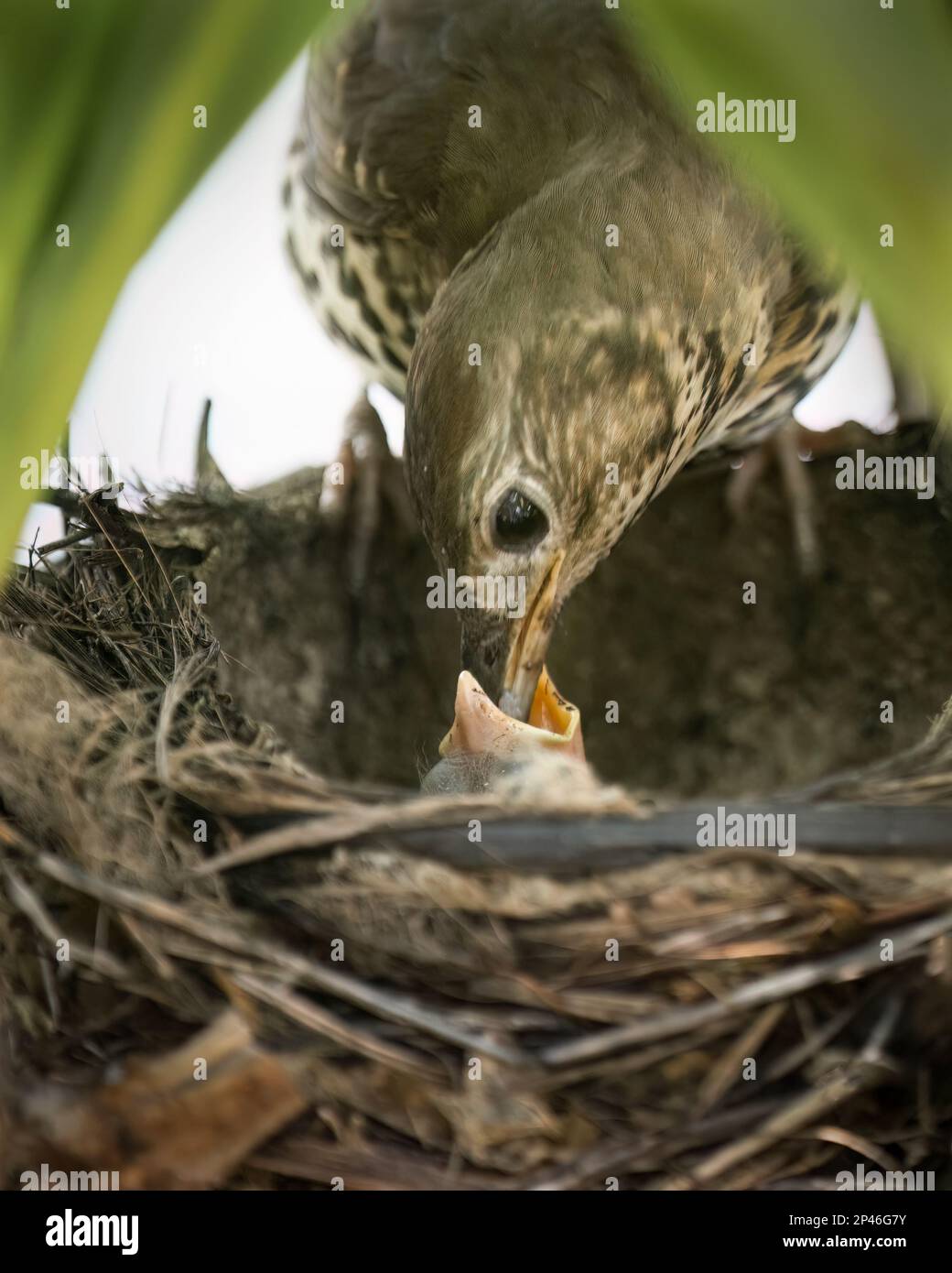 Song thrush (Turdus philomelos) nutrire il suo cucciolo affamato nel nido. Formato verticale. Foto Stock