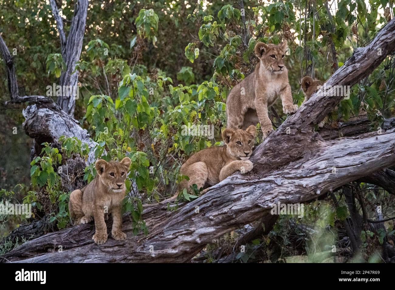 Africa, Botswana, Delta dell'Okavango. Tre leoni appollaiati su un tronco d'albero si affacciano sul Delta dell'Okavango. Foto Stock