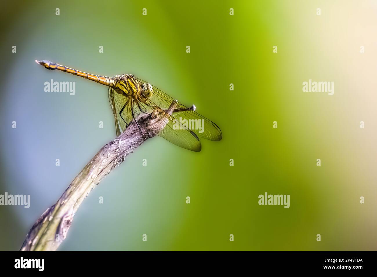 Una libellula arancione o il sottile skimmer o falco palustre verde (ortetrum sabina) arroccato su un ramo rotto che sporge nell'erba, è una specie o Foto Stock
