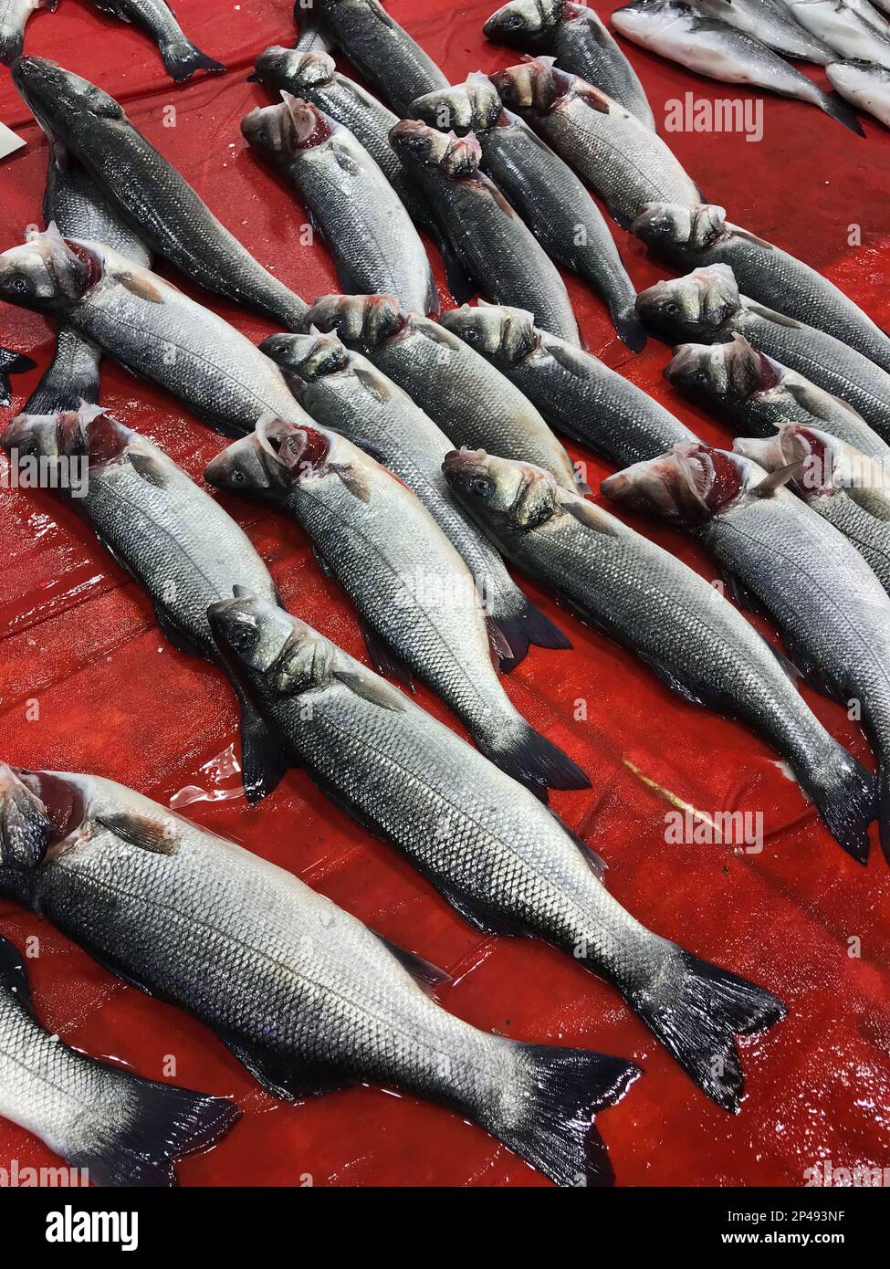 Spigola cruda (turca: Levrek) sul banco dei pesci. Foto Stock