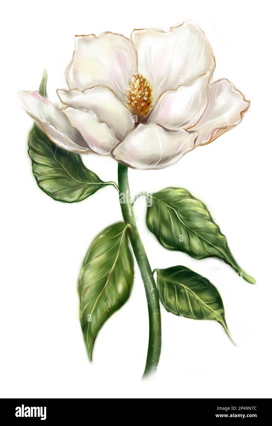 Bello bianco perla avorio magnolia fiore foglia ramo pianta albero cespuglio computer grafico digitale acquerello isolato arte Foto Stock
