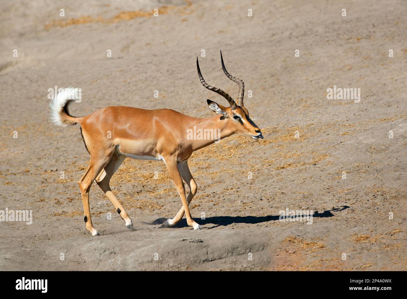 Antilope di impala maschio di faccia nera (Aepyceros melampus petersi), Parco Nazionale di Etosha, Namibia Foto Stock