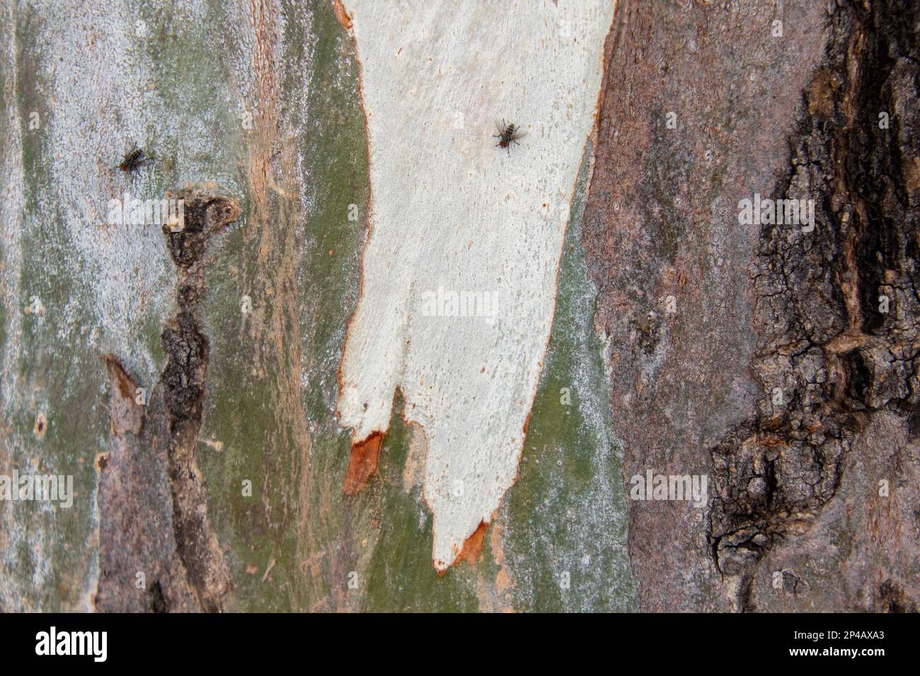 Modelli e forme nella corteccia su un albero Foto Stock