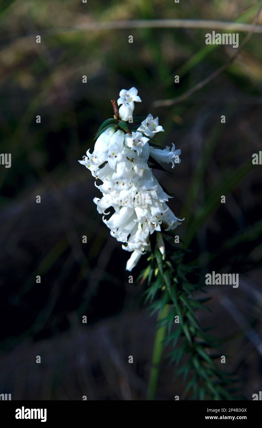 Common Heath (Esacris impressa) è l'emblema floreale dello stato di Victoria in Australia, ma la varietà rosa è di solito quella raffigurata. Foto Stock