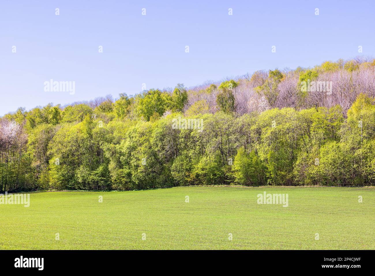 Foresta con lussureggianti alberi verdi presso un campo in primavera Foto Stock