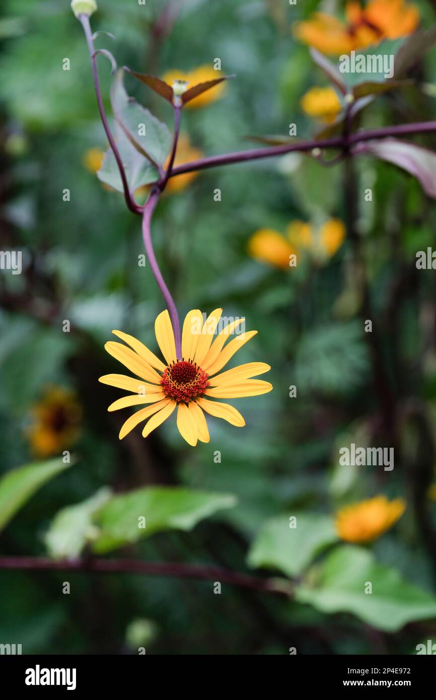 Heliopsis helianthoides scabra notti d'estate, falsi girasole notti d'estate, perenne con fiori gialli, centro rosso arancio Foto Stock