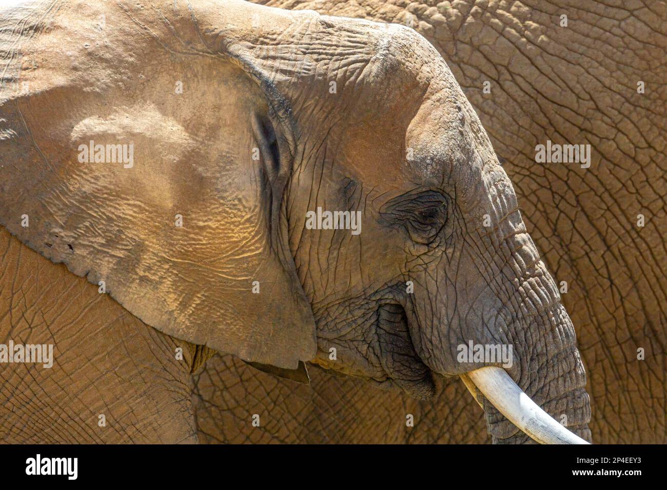 Profilo di primo piano della testa degli elefanti del bambino Foto Stock