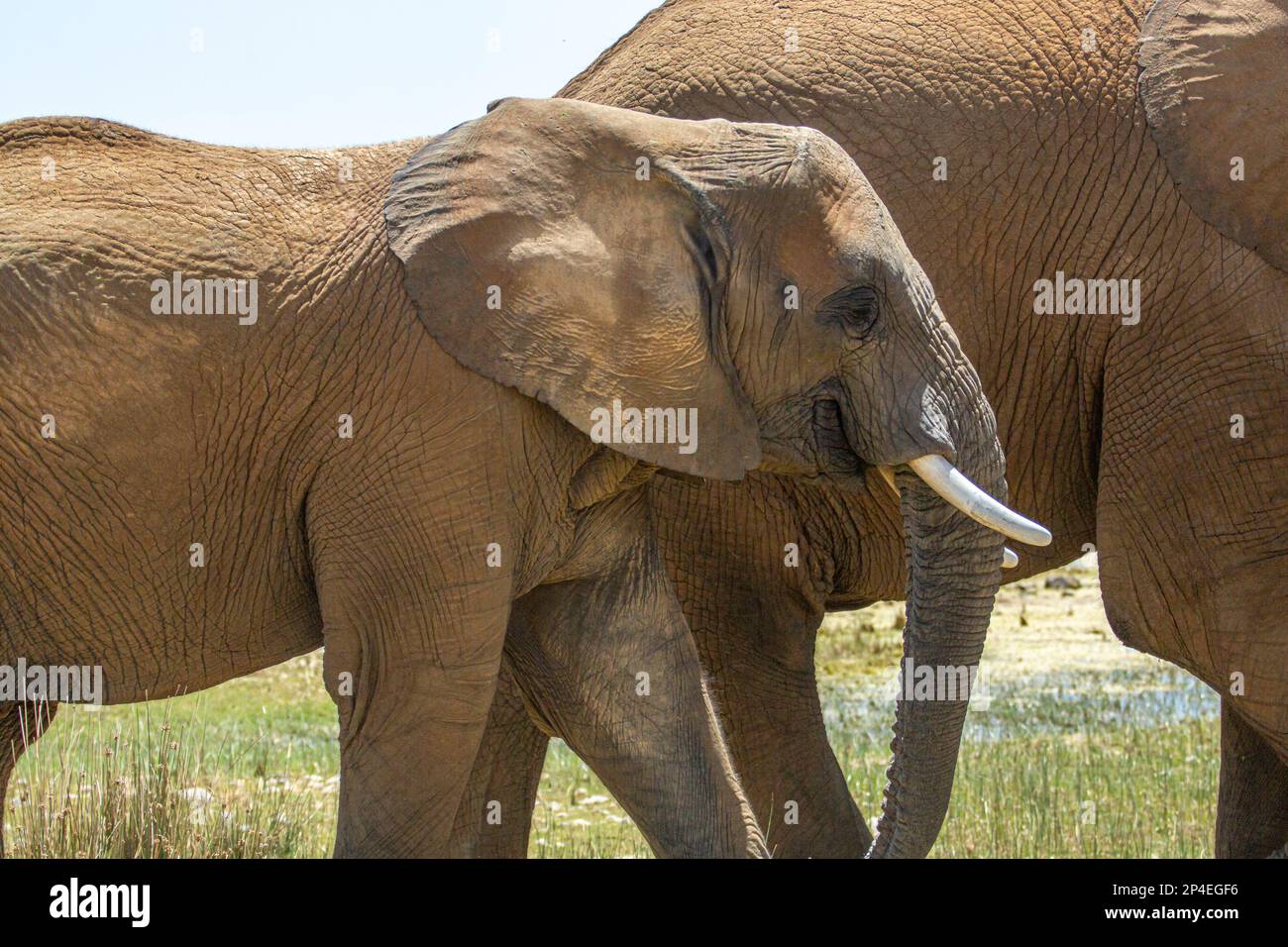 Profilo laterale di un elefante Foto Stock