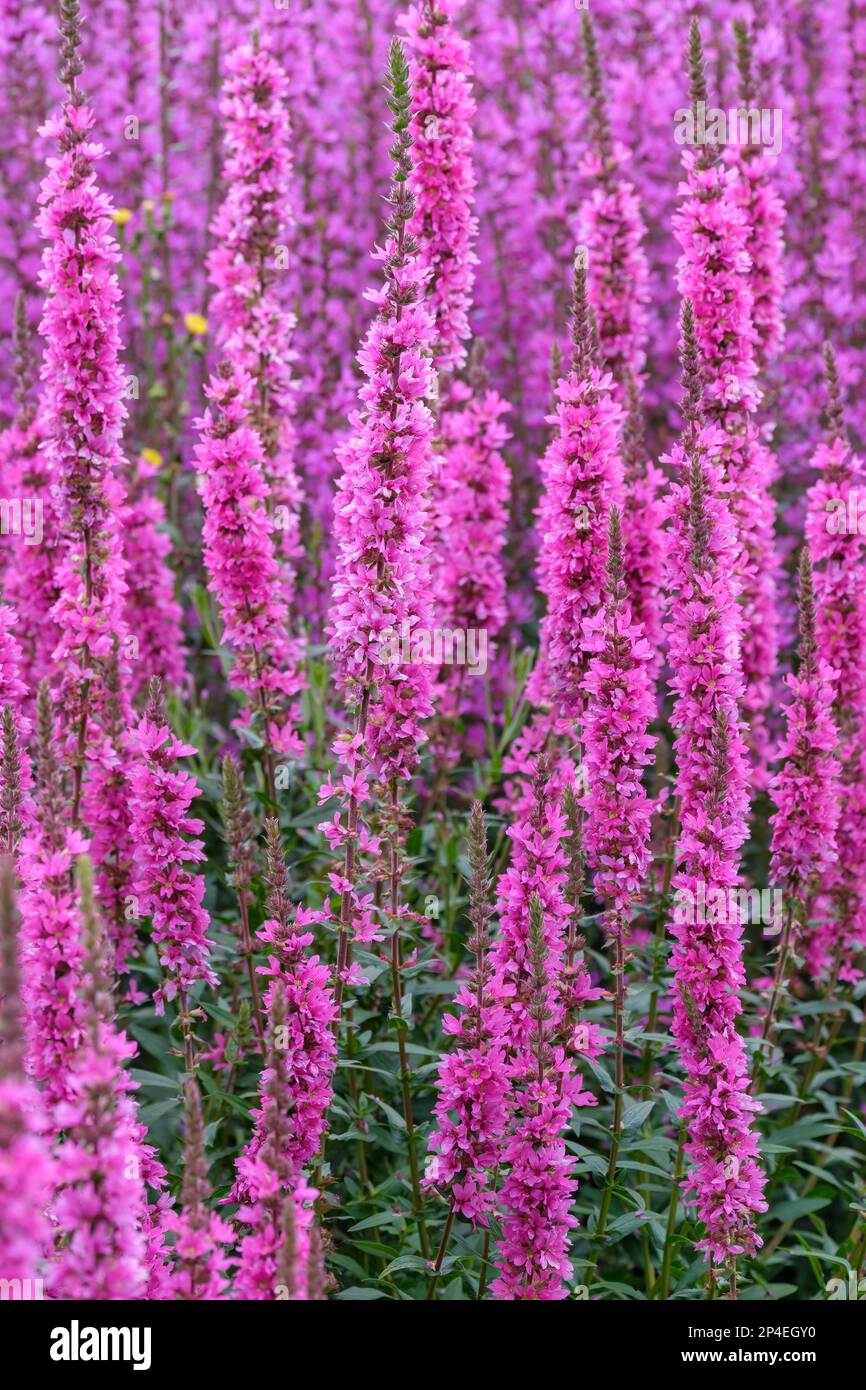 Porpora-losestrife, Lythrum salicaria, erbaceo duro perenne, punte di fiori rosa Foto Stock