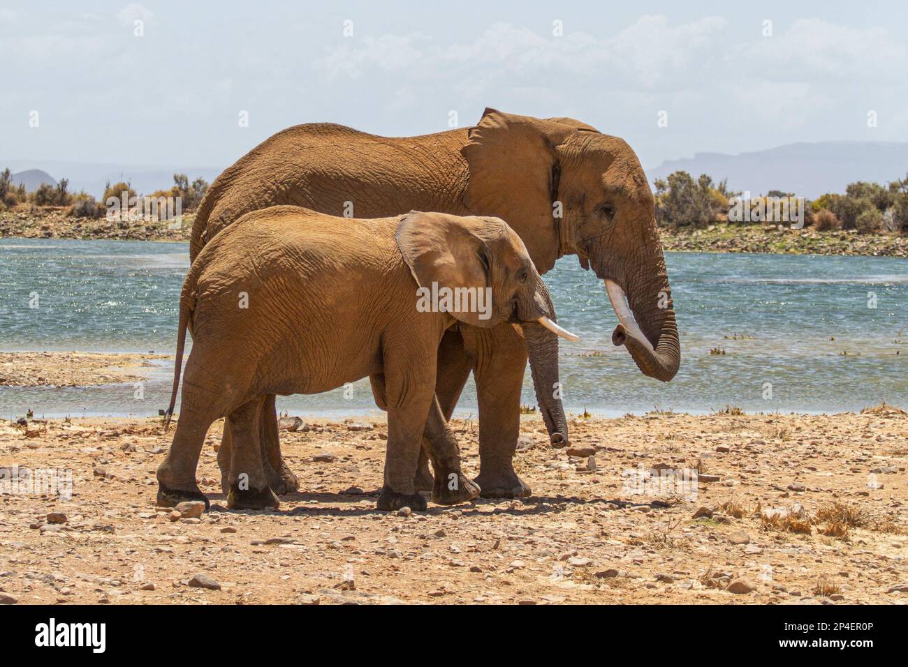 Due elefanti camminano accanto al lago Foto Stock