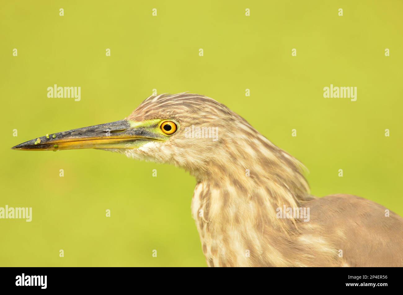 Uccelli di piume, gregge insieme a Bharatpur, India Foto Stock