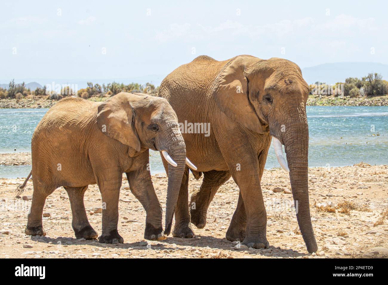 Due elefanti camminano accanto a un foro di irrigazione Foto Stock