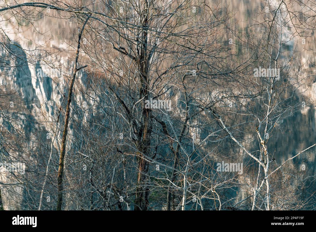 Vecchio albero morto sulla riva del lago sloveno di Bohinj con riflesso della montagna sulla superficie dell'acqua Foto Stock