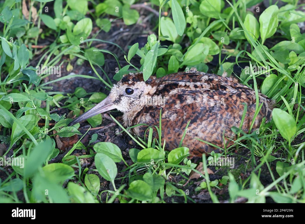 Scolopax rusticola, conosciuto come cazzo eurasiatico, uccello immaturo Foto Stock