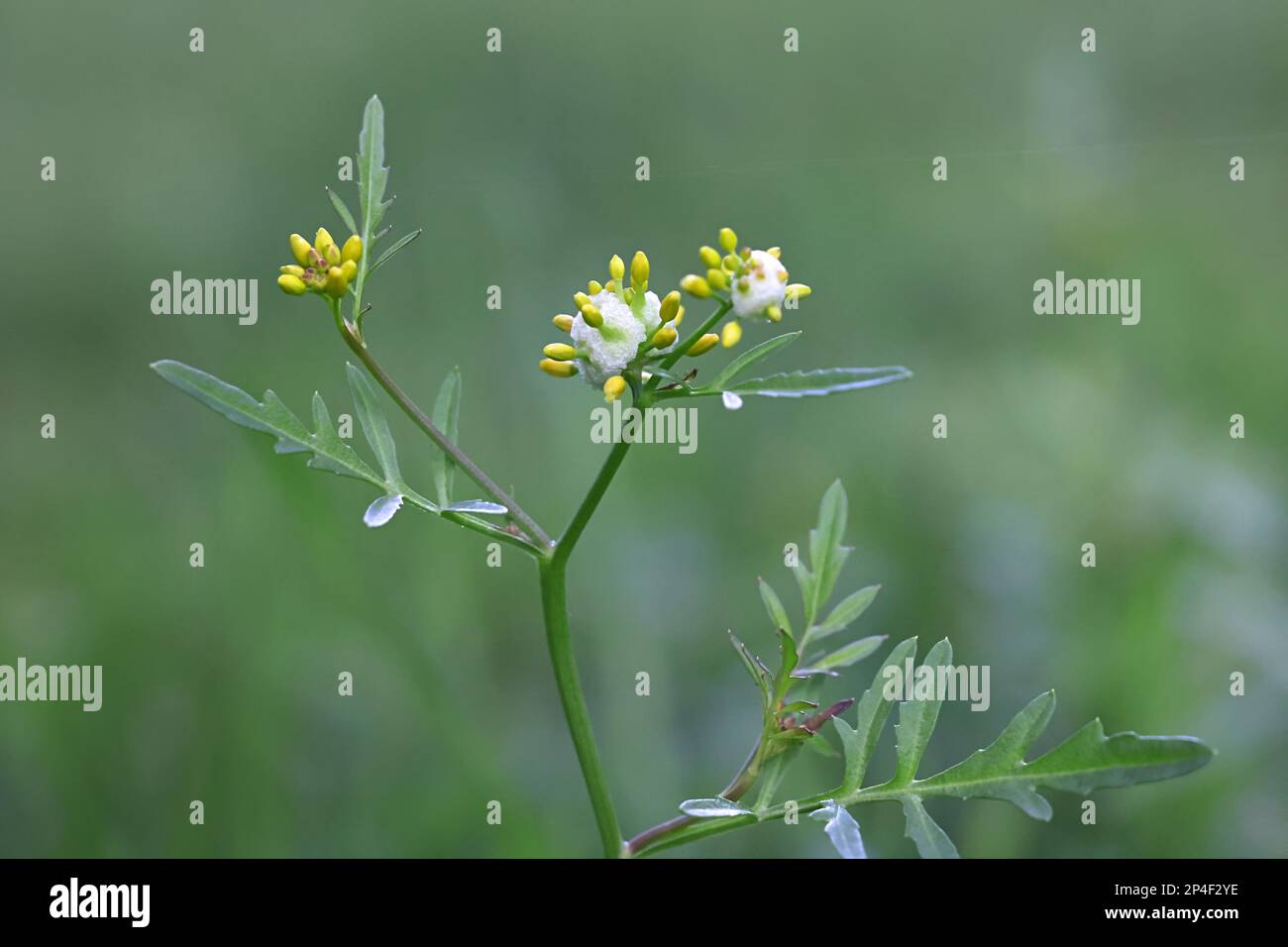Yellowcress strisciante, Rorippa sylvestris, anche conosciuto come Keek o giallo fieldcress, pianta selvatica dalla Finlandia Foto Stock