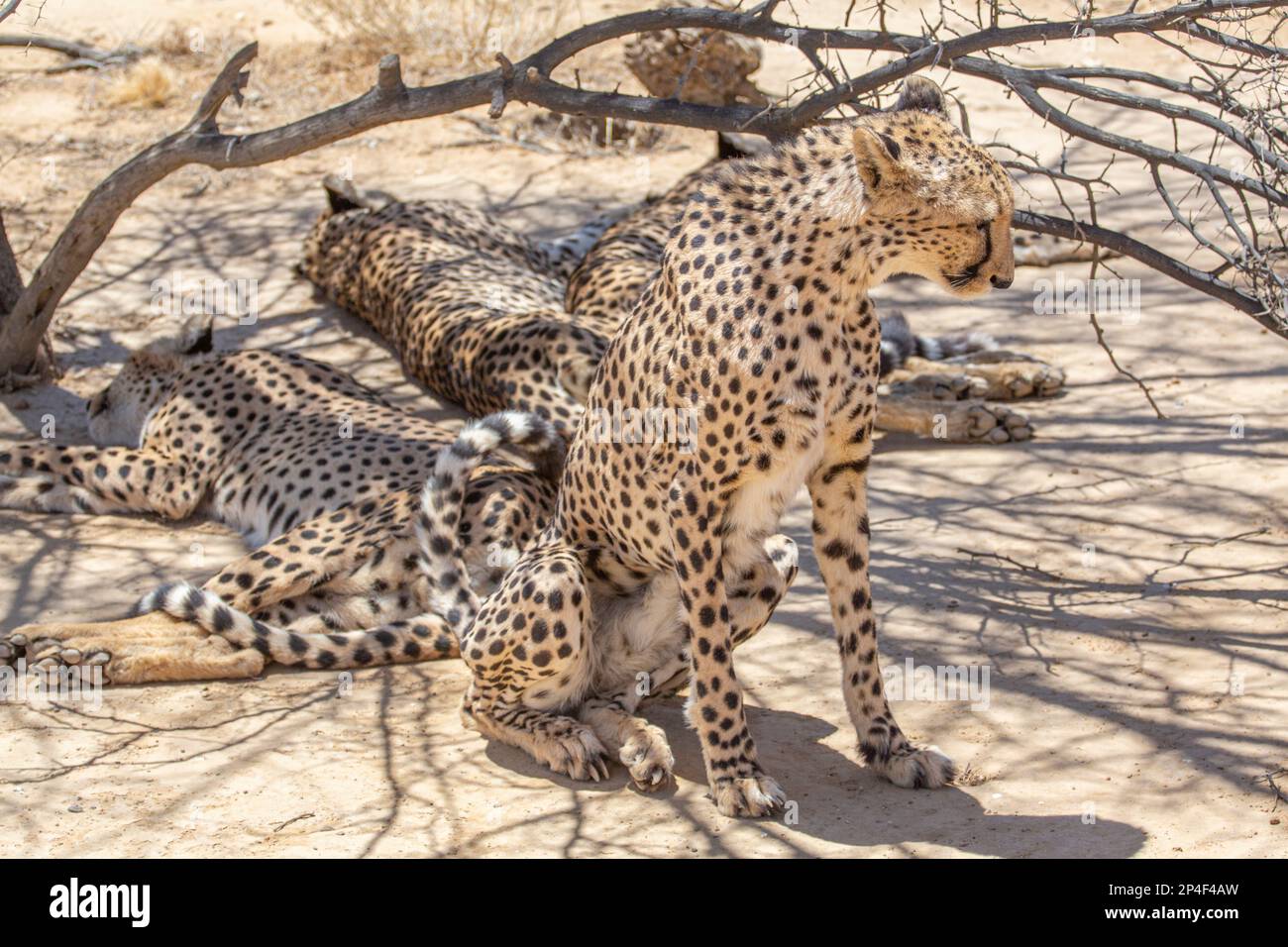 Seduta Cheetah Foto Stock