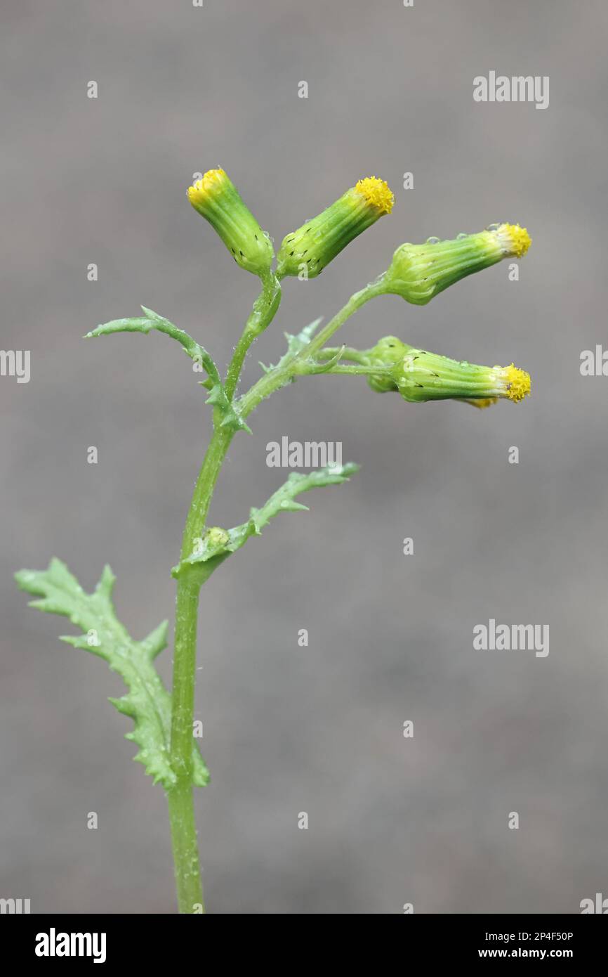 Comune Groundsel, Senecio vulgaris, noto anche come glutone macinato, Grundy Swallow o Old-man-in-the-spring, pianta di fioritura selvatica dalla Finlandia Foto Stock