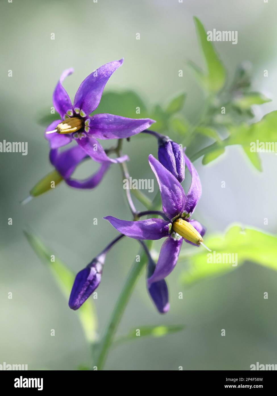 Amarognolo, Solanum dulcamara, conosciuto anche come Bindweed Blu o Bitter nightshade, pianta velenosa selvatica dalla Finlandia Foto Stock