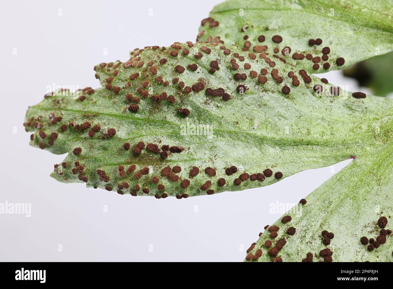 Tranzschelia anemones, un fungo ruggine che infetta foglie di legno anemone, nessun nome inglese comune Foto Stock