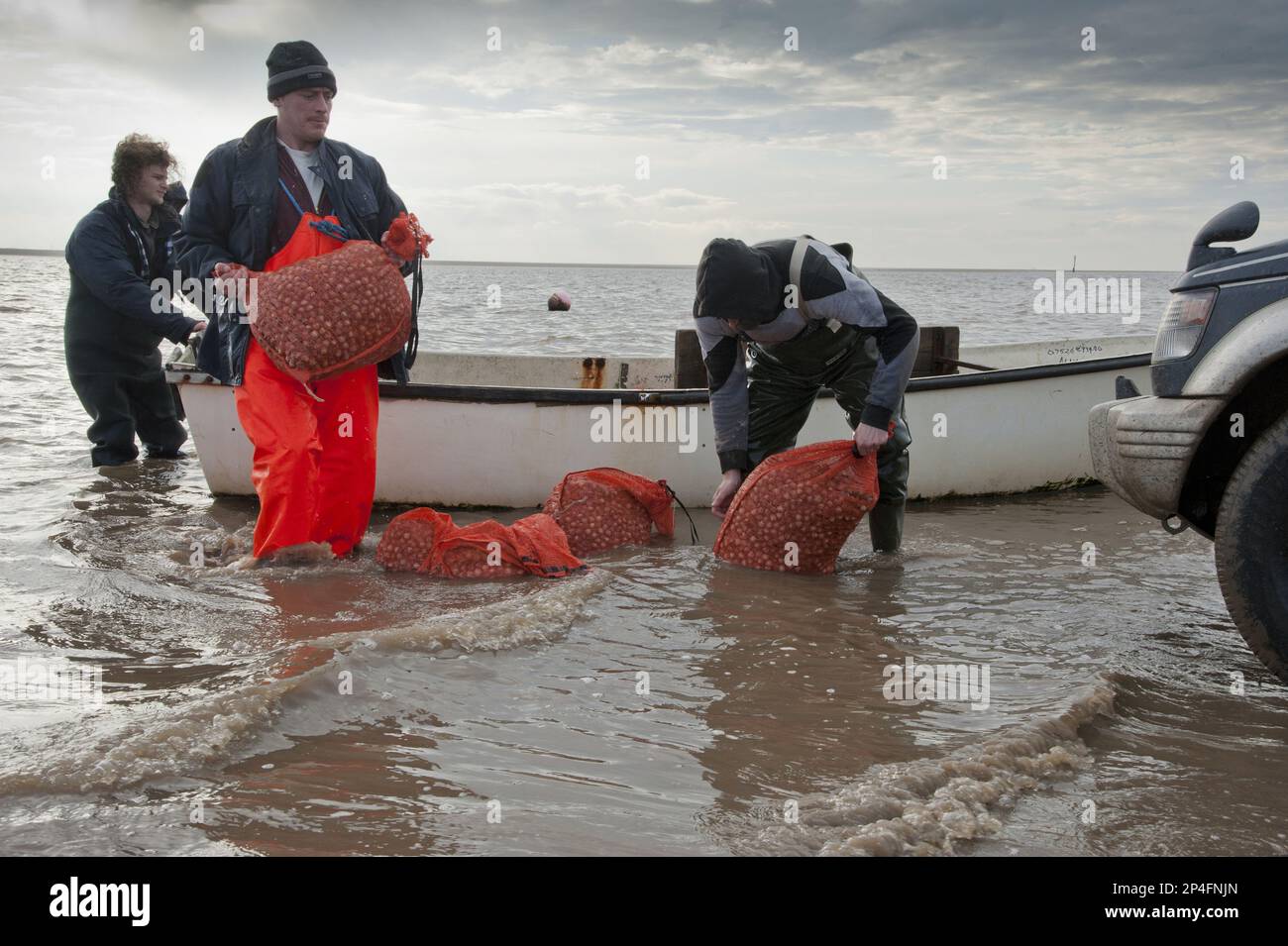 Raccoglitrici autorizzati che scaricano dalla barca dopo il prelievo dai letti di cockle, Foulnaze Bank, tra Lytham e Southport, estuario Ribble, Lancashire Foto Stock