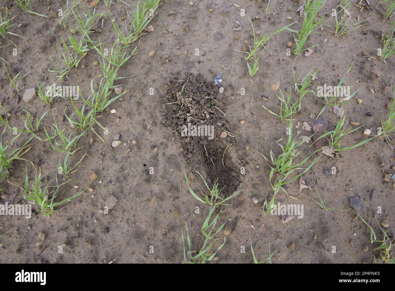 European Hare (Lepus europaeus) scrape, in Barley (Hordeum vulgare) Morris Otter raccolto di orzo invernale, North Yorkshire, Inghilterra, Regno Unito Foto Stock