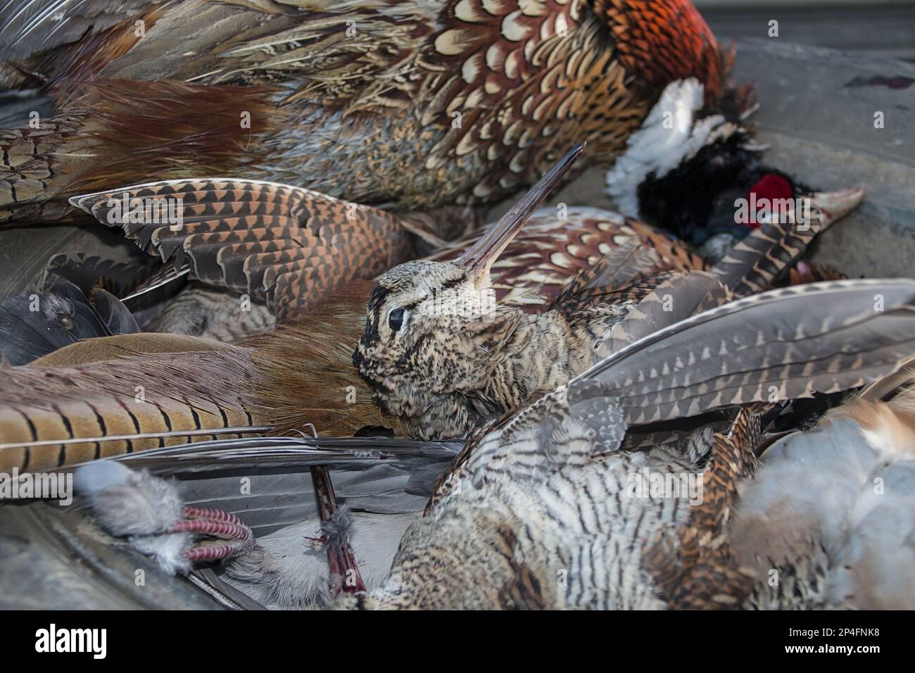 Dead gioco di piume dopo giorni di tiro, cazzo di legno e fagiano cazzo  Foto stock - Alamy