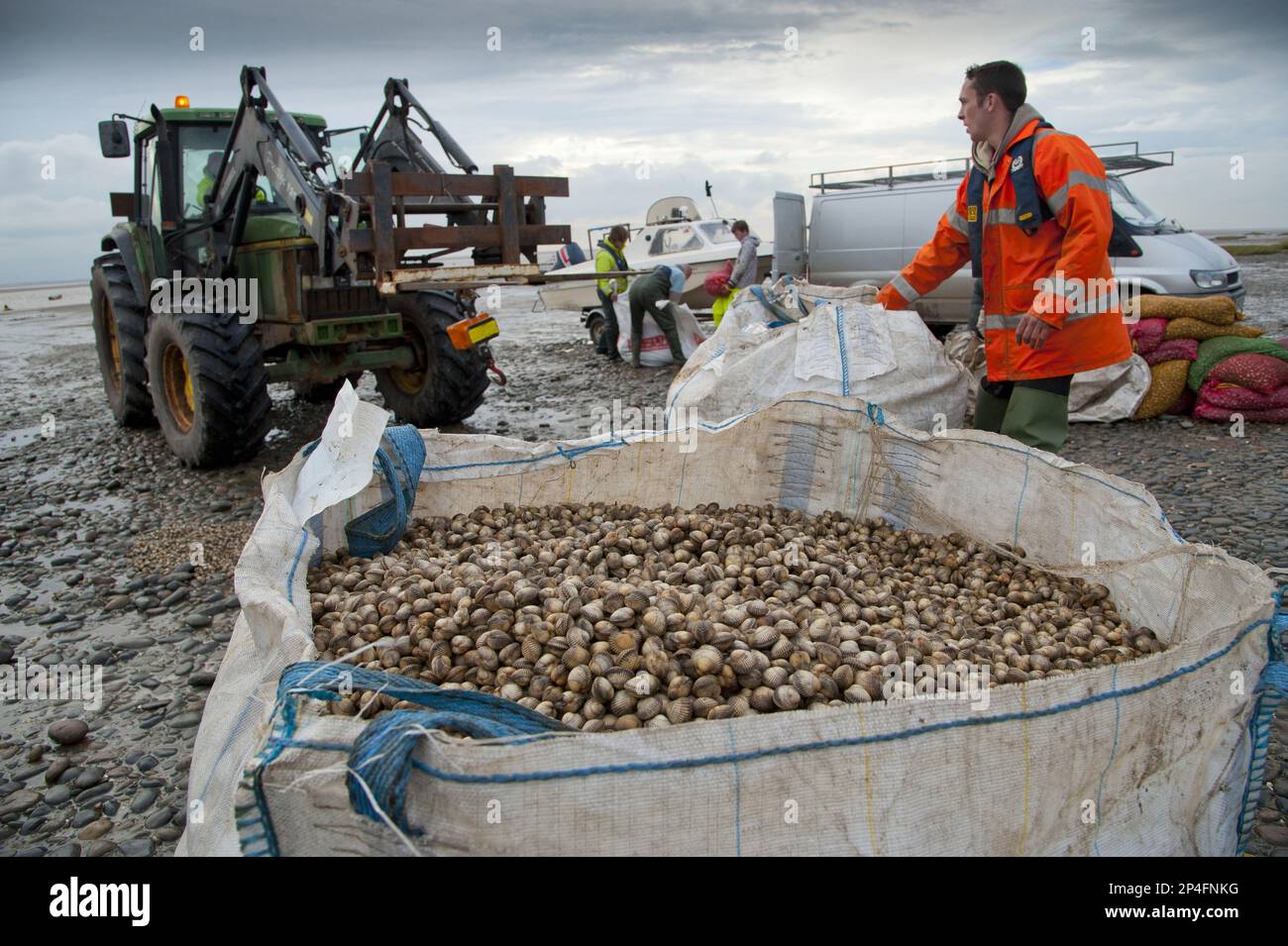 Raccoglitrici autorizzati scaricano e pesano cocchi dopo il prelievo da letti di cockle, Foulnaze Bank, tra Lytham e Southport, estuario Ribble Foto Stock