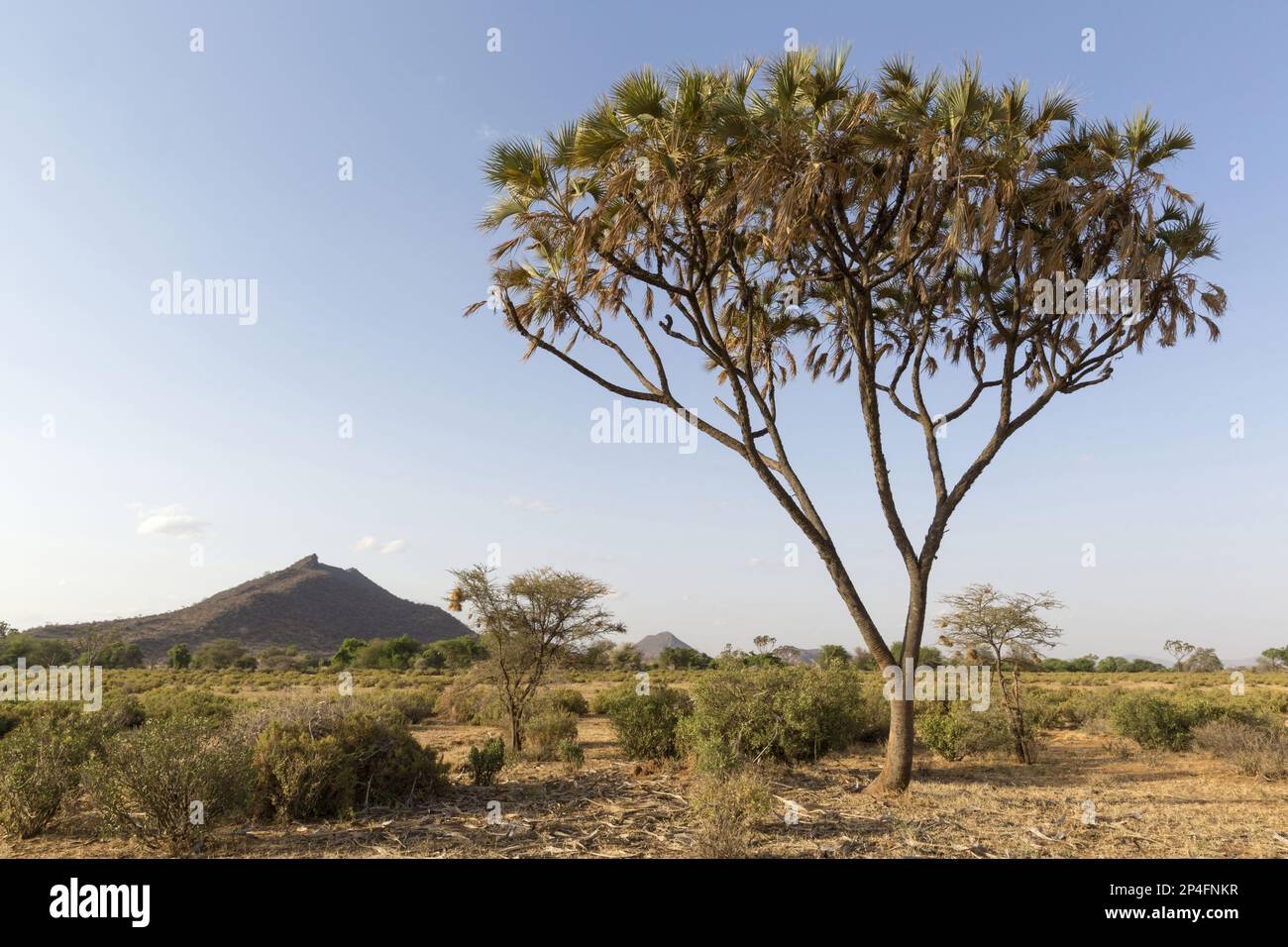 Forma di crescita della palma Doum (Hyphaena coriacea), che cresce in una savana secca semi-desertica, Samburu National Reserve, Kenya Foto Stock