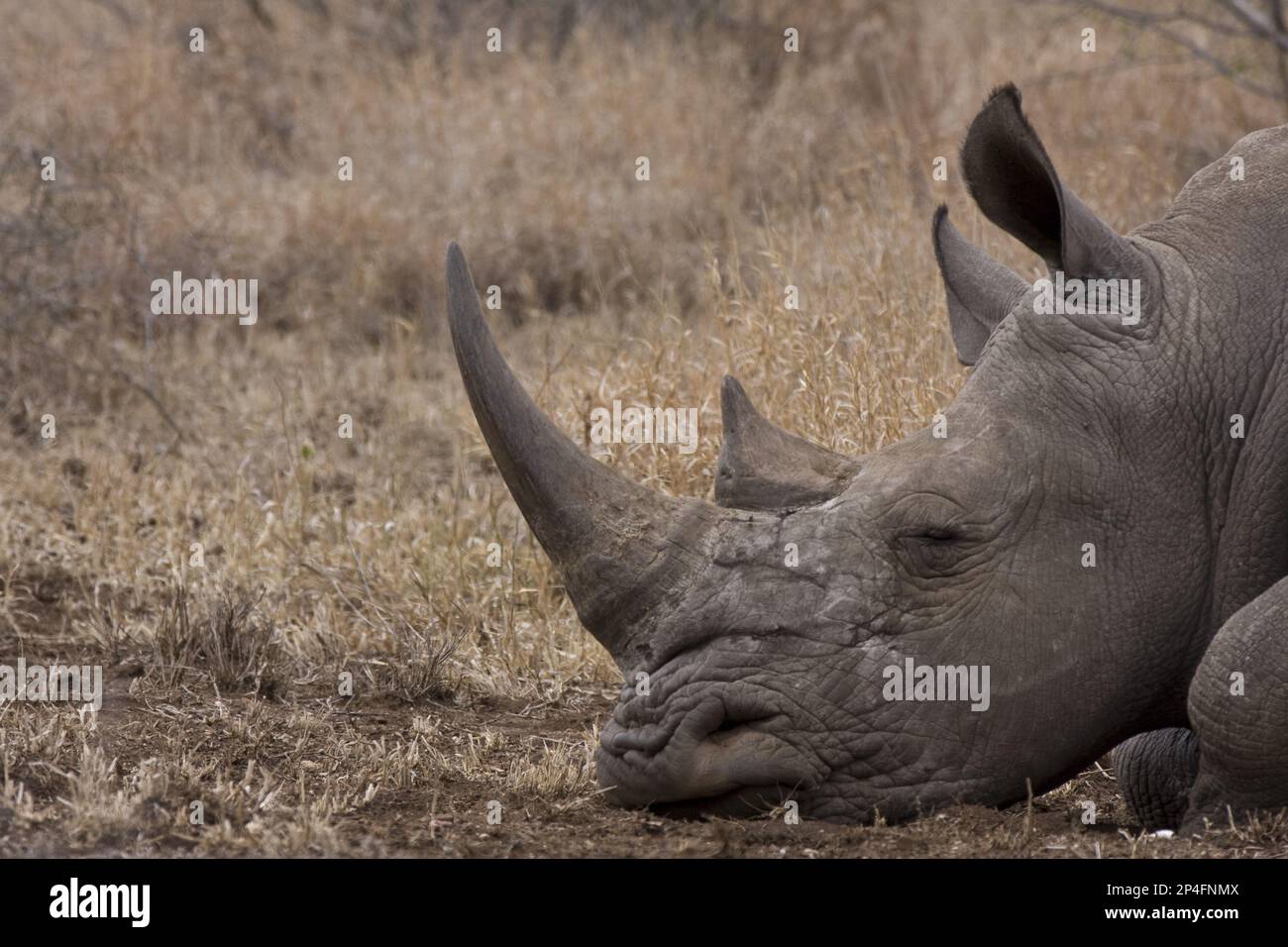 Rinoceronte bianco, rinoceronti bianchi, ungulati, rinoceronti bianchi, Rinoceronti, mammiferi, animali, ungulati dalla punta dispari, bianco parco nazionale del rinoceronte Kruger sud Foto Stock