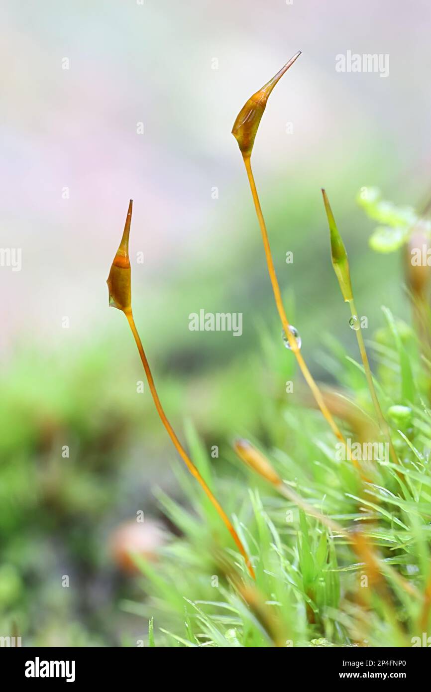 Diclanum scoparium, comunemente noto come muschio delle ginocchia o muschio delle ginocchia Foto Stock