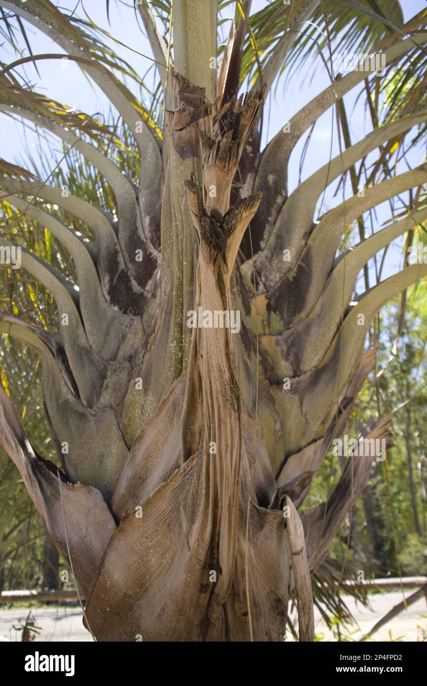 Dypsis decaryi è una palma, originaria del Madagascar, comunemente conosciuta come la palma triangolare Foto Stock