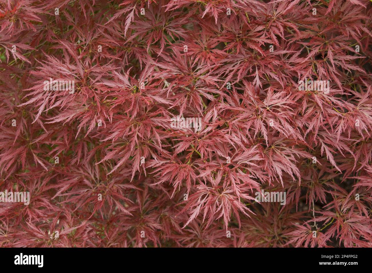 Acero giapponese liscio rosso (Acer palmatum), famiglia acero, acero giapponese liscio foglie atropurpureum Foto Stock