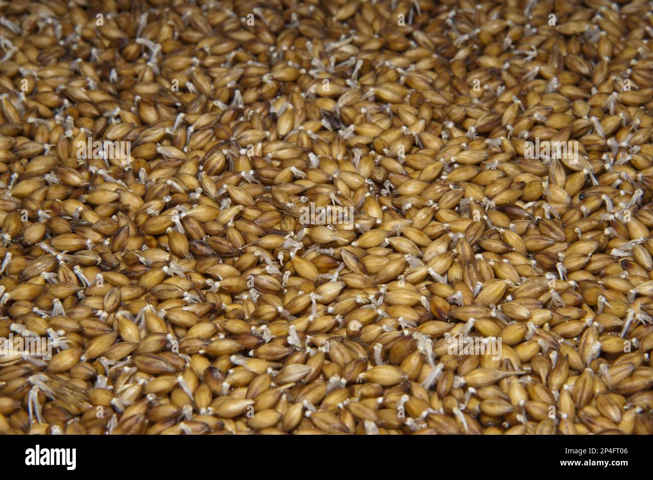 Orzo (Hordeum vulgare) hydroponic sistema di coltivazione raccolto, soluzione di acqua e nutrients che scorre su semi, Herefordshire, Inghilterra, Regno Unito Foto Stock Orzo (Hordeum vulgare) hydroponic sistema di coltivazione raccolto, soluzione di acqua e nutrients che scorre su semi, Herefordshire, Inghilterra, Regno Unito Foto Stock