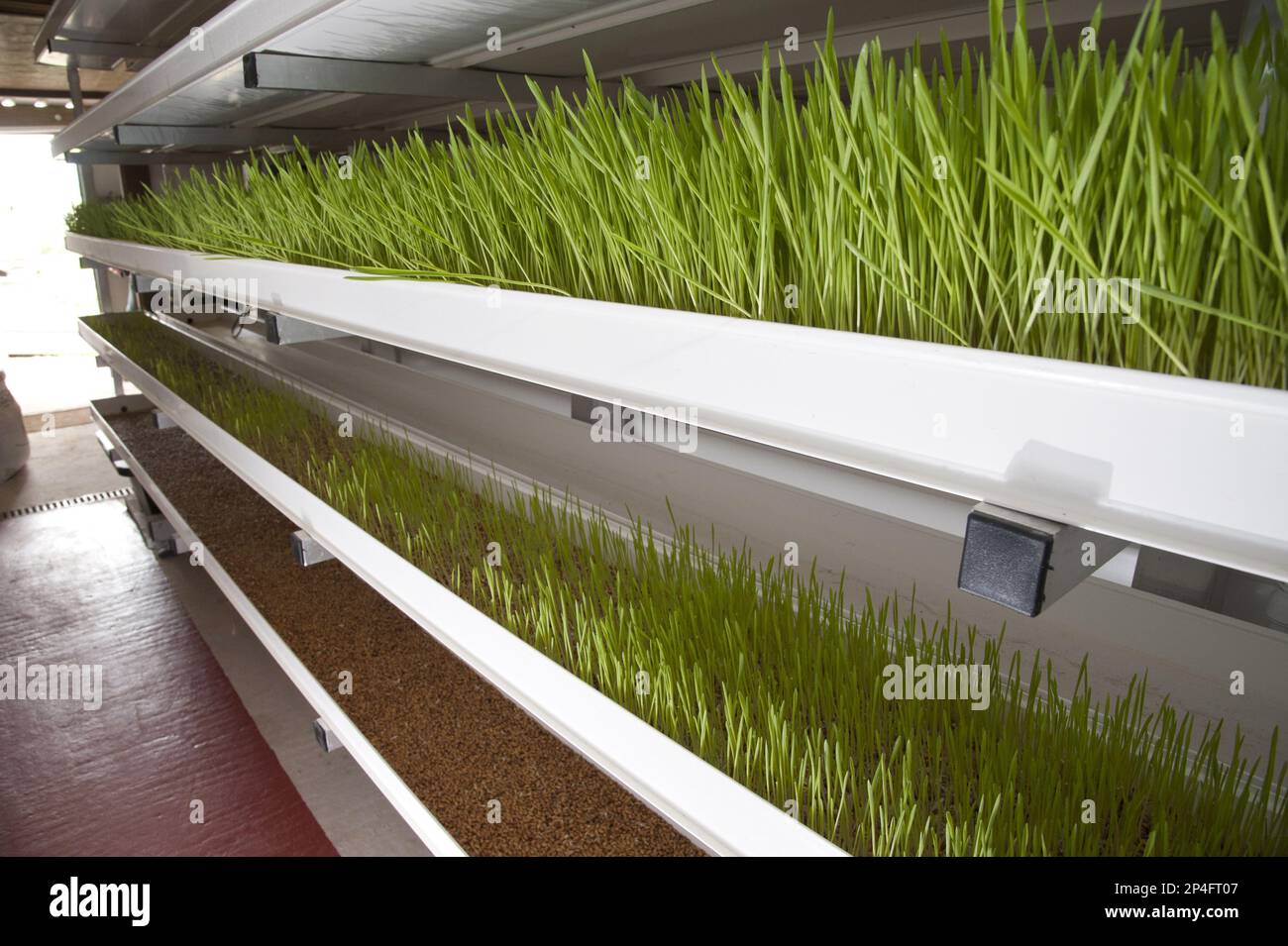 Orzo (vulgare di Hordeum) hydroponic che cresce raccolto di sistema, serra tecnologia usata per coltivare germogli germogliati come foraggio verde per bestiame su Foto Stock Orzo (vulgare di Hordeum) hydroponic che cresce raccolto di sistema, serra tecnologia usata per coltivare germogli germogliati come foraggio verde per bestiame su Foto Stock
