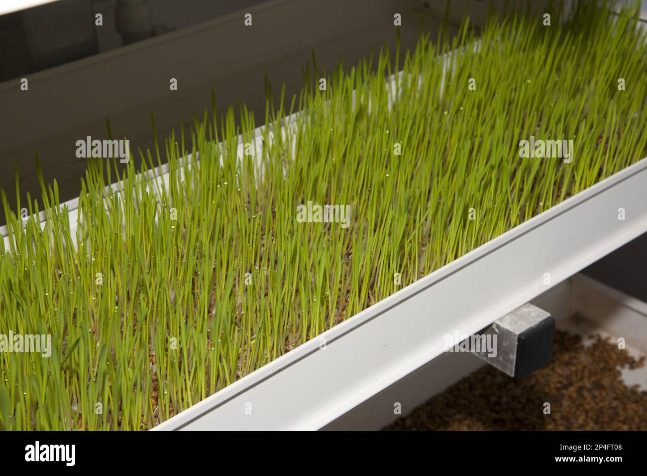 Orzo (vulgare di Hordeum) hydroponic che cresce raccolto di sistema, serra tecnologia usata per coltivare germogli germogliati come foraggio verde per bestiame su Foto Stock Orzo (vulgare di Hordeum) hydroponic che cresce raccolto di sistema, serra tecnologia usata per coltivare germogli germogliati come foraggio verde per bestiame su Foto Stock