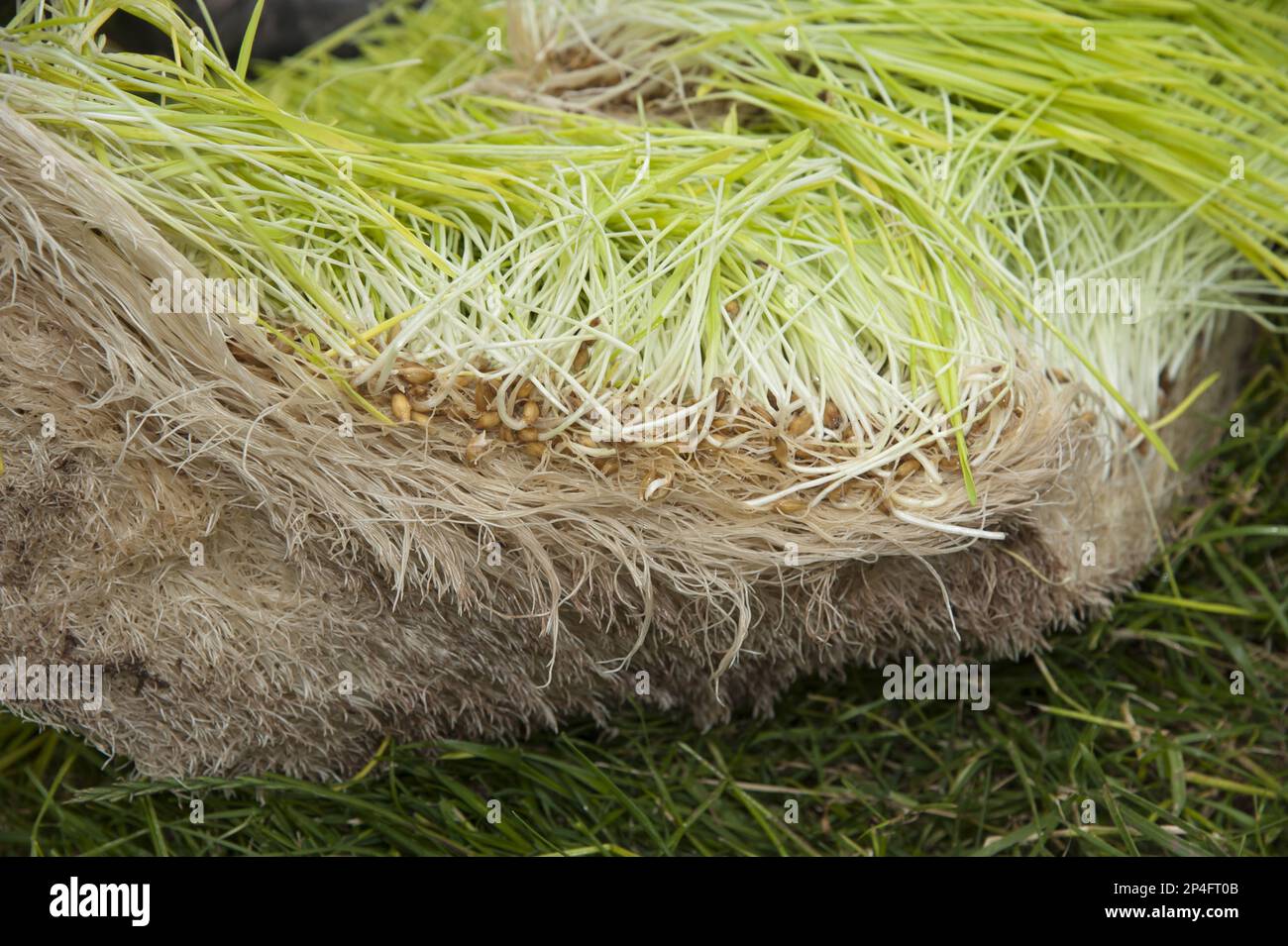 Orzo (Hordeum vulgare) hydroponic che cresce sistema raccolto, lunghezza di germogli germogliati a sette giorni, usato come alimentazione di bestiame, Herefordshire, Inghilterra Foto Stock Orzo (Hordeum vulgare) hydroponic che cresce sistema raccolto, lunghezza di germogli germogliati a sette giorni, usato come alimentazione di bestiame, Herefordshire, Inghilterra Foto Stock