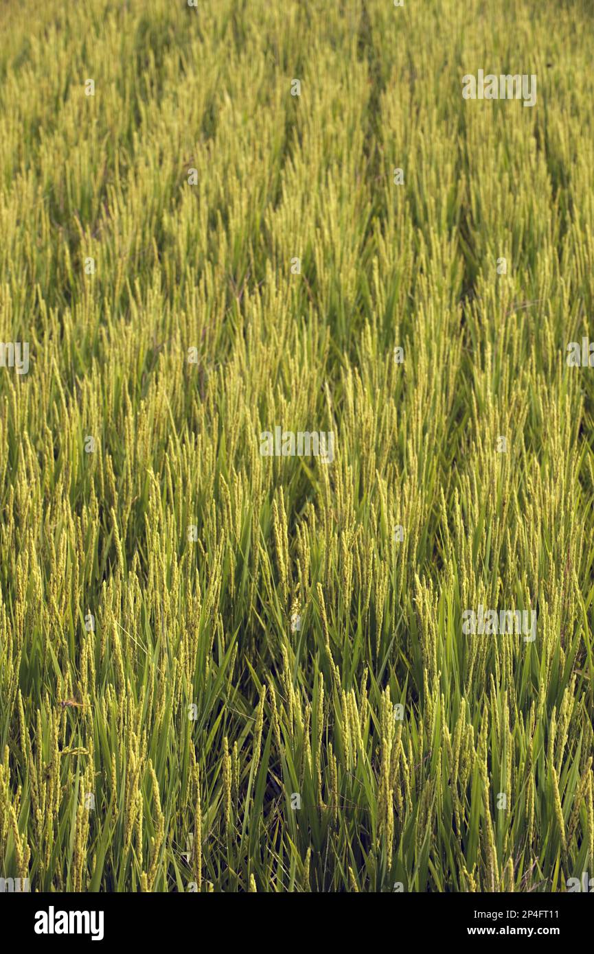 Riso asiatico (Oryza sativa), coltivazioni da campo, Italia settentrionale Foto Stock