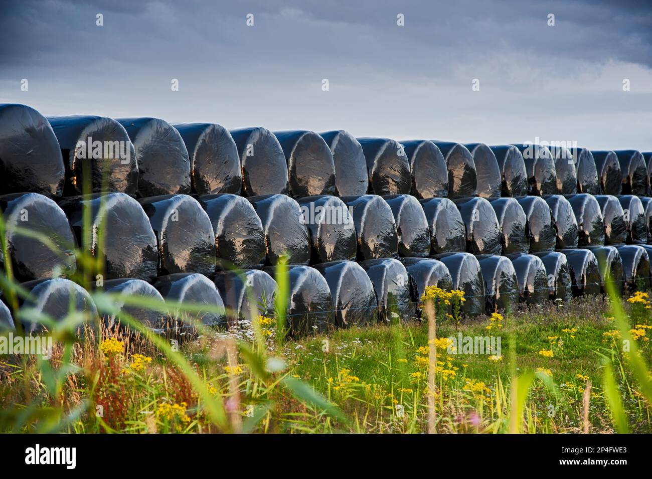 Balle di insilato rotonde in plastica, impilate sul campo, Newborough, Anglesey, Galles, Regno Unito Foto Stock