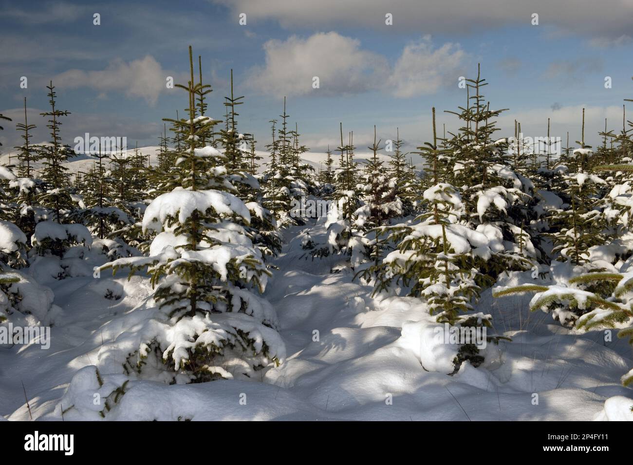 Piantagione di alberi di Natale nella neve, Cumbria, Inghilterra, inverno Foto Stock