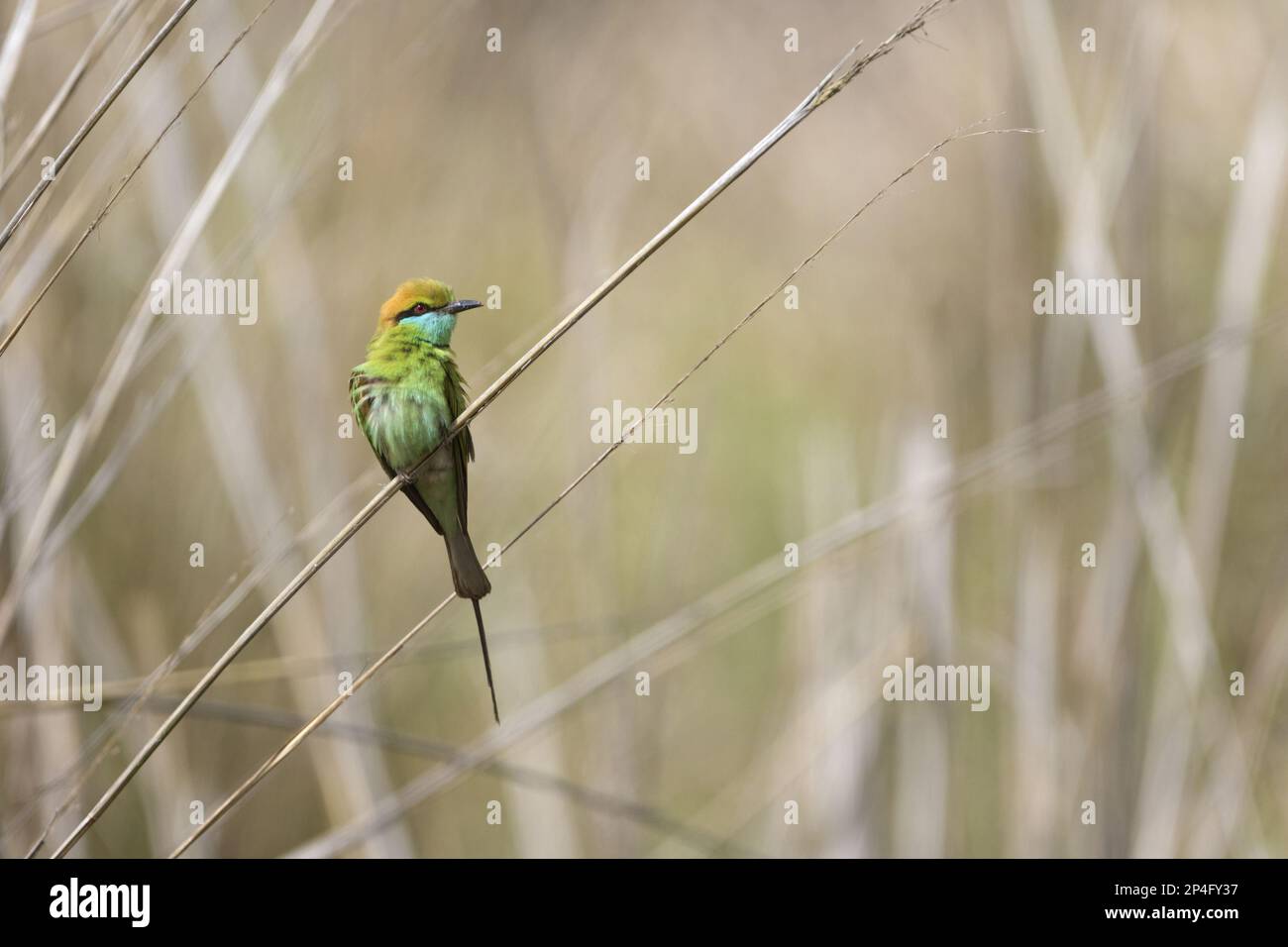 Mangiatori di api verdi, mangiatori di api, animali, uccelli, mangiatori di api verdi (Merops orientalis) adulti, arroccato su fusto, Kanha N. P. Madhya Pradesh, India Foto Stock