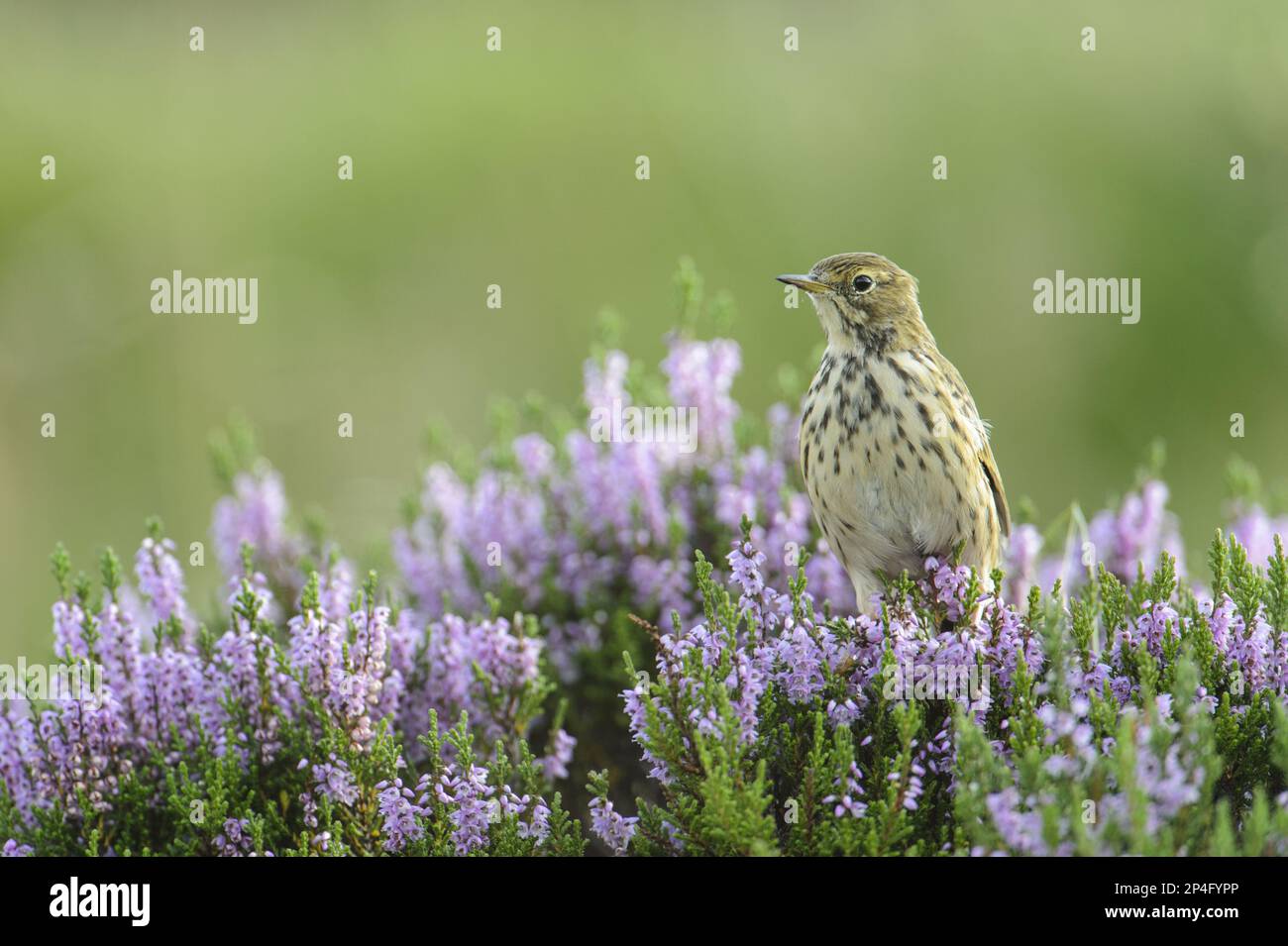 Pipit prato (Anthus pratensis) adulto, arroccato su erica fiorente, Roaches Estate, Peak District N. P. Staffordshire, Inghilterra, Regno Unito Foto Stock