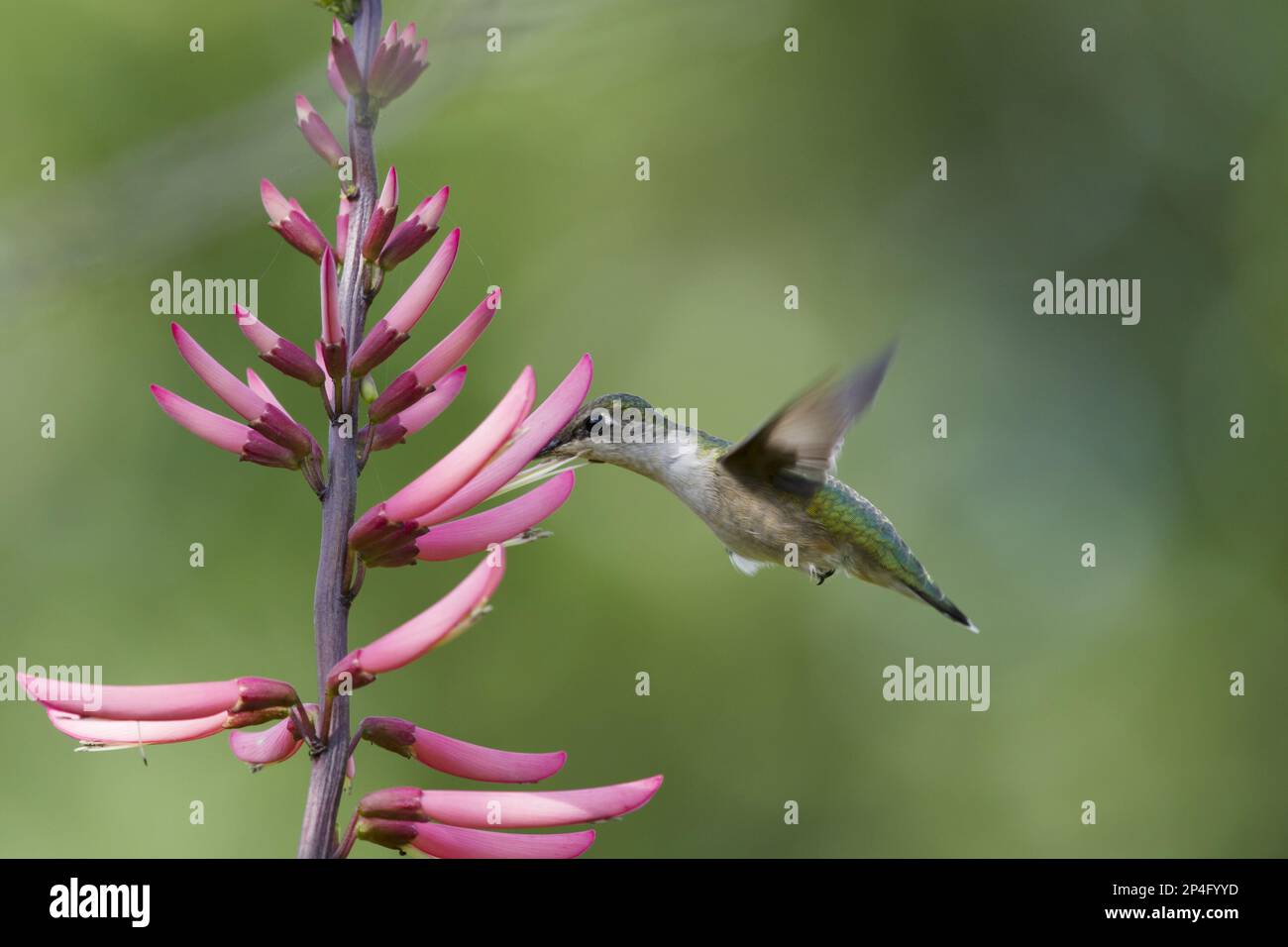 Colibrì dalla gola di rubino (Archilochus colubris), femmina adulta, che si affaccia, nutrirsi di fiori, Gulf Coast, utricularia ocroleuca (U.) (U.) S. A Foto Stock
