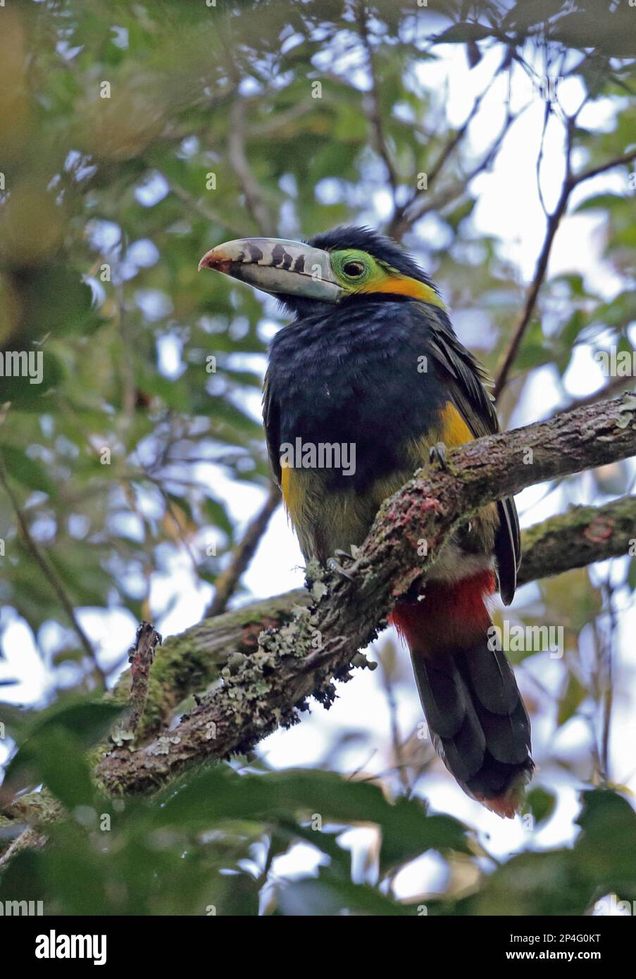 Toucanet (Selenidera maculirostris) adulto maschio, arroccato sul ramo, Foresta pluviale Atlantica, Stato di Rio de Janeiro, Brasile, Sud America Foto Stock
